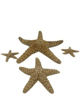 Natural Dried Starfish Decorative Beach Coastal Home Decor Set Multisize Beige